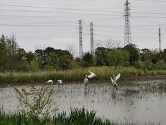-上海长兴岛郊野公园