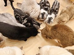 -有喵·猫咖·狗咖·30几只猫10只小狗(岗厦店)