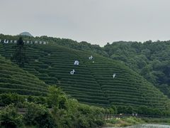 -龙坞茶村