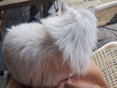 -喵屿·大理花园猫咖