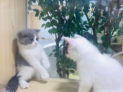 -屋虎猫馆(宝安大仟里店)