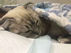 -瑞派天宁宠物医院·猫科·异宠中心