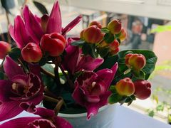 -蝶舍·MAISON PAPILLON