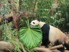-成都动物园