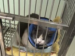 -福懋动物医院·犬猫全科·外科·重症科(杏林分院)