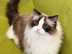 -青奢宠物·青奢猫舍