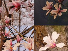 -杭州植物园