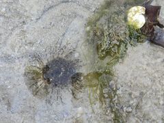 -北海金海湾红树林生态旅游区