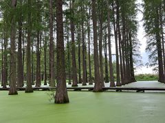 -渌洋湖湿地公园