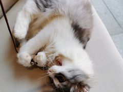 -瞄一喵猫咖(格力海岸店)