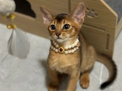-猫十亿·布偶金渐层·曼基康矮脚猫舍(青年路店)