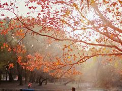 -上海共青森林公园