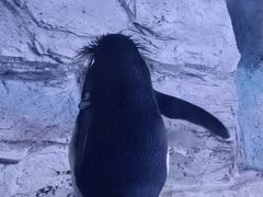 -海合安青岛极地海洋公园