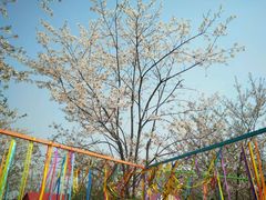 游乐设施-天王浮山樱花园