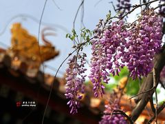 -北京国子监胡同
