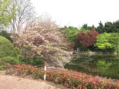 -嘉定紫藤园