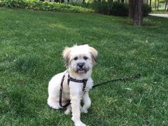 -瑞派·关忠动物医院·异宠专科·犬猫肿瘤·皮肤专科(望京店)