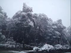 -铁山坪森林公园