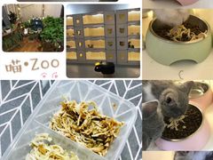 -喵zoo家庭繁育猫舍(尖东智能花园店)