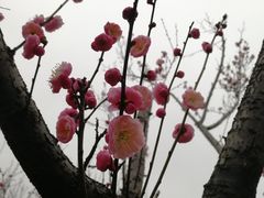 -无锡梅园公园