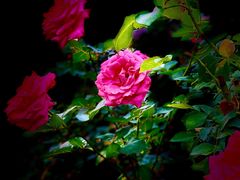 -人民公园(罗湖区)