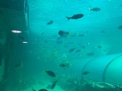 -悉尼海洋生物水族馆