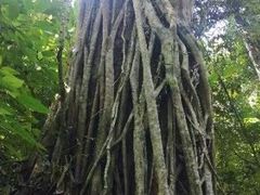 -西双版纳原始森林公园