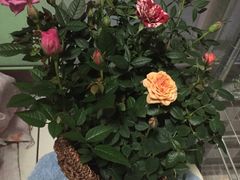 -双季花艺园艺市场(浦东店)
