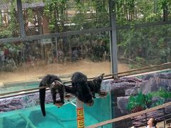 -清迈夜间动物园