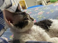 -猫大福·Fortune Cat猫舍(百子湾店)