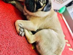 -牛叔鲜羊肉铜火锅(远东小区店)