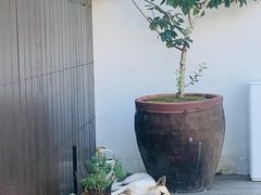 -原乡芦茨咖啡