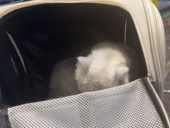 -宠颐生斯嘉宠物医院·急重症·心内科(谷阳北路分院)