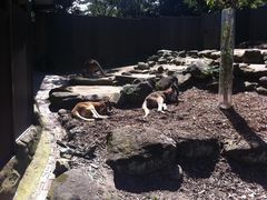 -费瑟代尔野生动物园