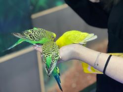 -未来动物城动物主题公园(大悦城店)