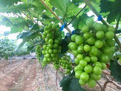 -迪茵湖田家舍生态农场