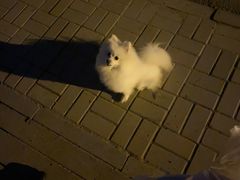 -爱佳宠物中心医院24H·CT·骨外科·猫专科(瑶海万达店)