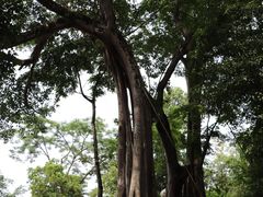 -瑞丽独树成林风景区