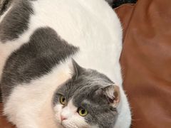 -MOCHA明星猫咖(田子坊店)