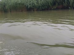 -泗洪洪泽湖湿地景区
