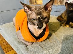 -more than meow吴止猫主题餐厅(承德 中船汇店)