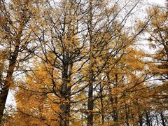 -塞罕坝国家级自然保护区