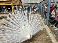 -长白岛森林公园