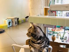-有猫主题·治愈系猫咖(曾厝垵店)