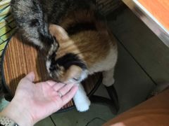 店里的小花猫-清真·马文砂锅大全(麦苋街店)