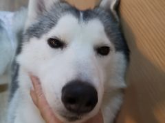 -Husky Go! 哈士奇体验馆·宠物咖啡厅狗咖