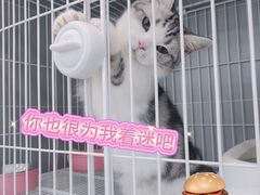 -翊宠yipet猫狗购宠庄园犬舍•猫舍