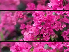 -莲花山公园