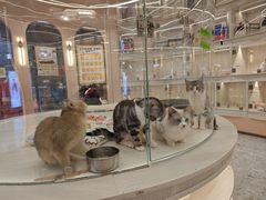 -囡的喵喵酱·萌宠生活馆·宠物洗护美容(胶州路店)