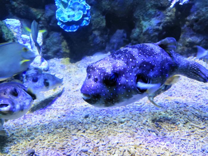 郑州海洋馆图片